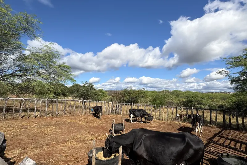 Rebanho no curral da Várzea do Feijão sob o céu do sertão
