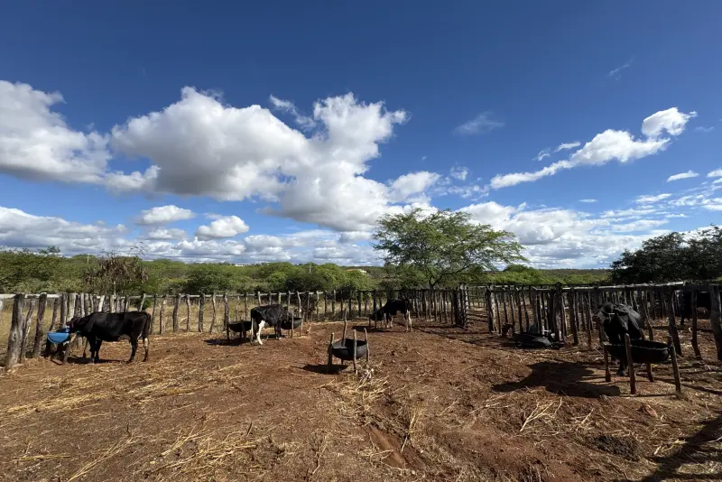Vacas no curral da Várzea do Feijão sob o céu azul do sertão do Ceará
