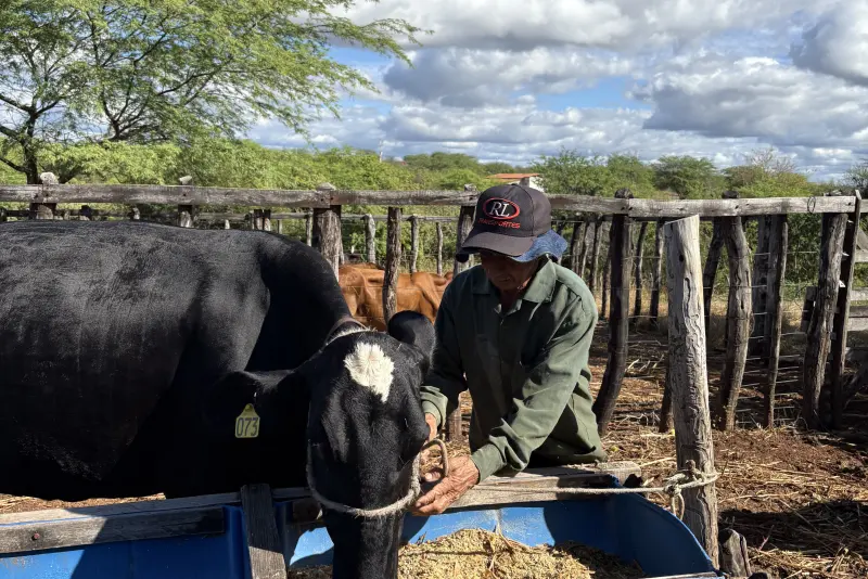 O tio alimentando as vacas no curral da Fazenda Várzea do Feijão