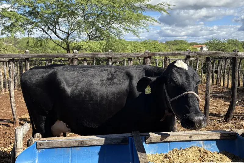 Vaca no cocho do curral da Várzea do Feijão, Tauá-CE